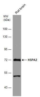 Western Blot: HSPA2 Antibody [NBP2-16897]