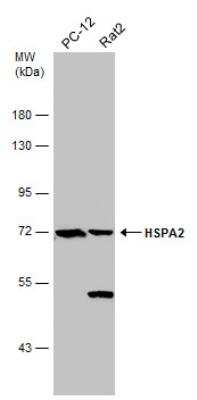 Western Blot: HSPA2 Antibody [NBP2-16897]