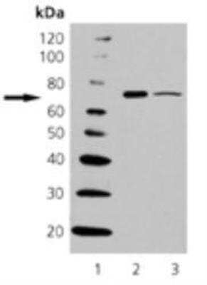 Western Blot: HspA6 Antibody (165f) [NBP1-97466]