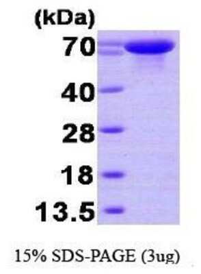 SDS-PAGE: Recombinant Human HspA6 His Protein [NBP1-30291]