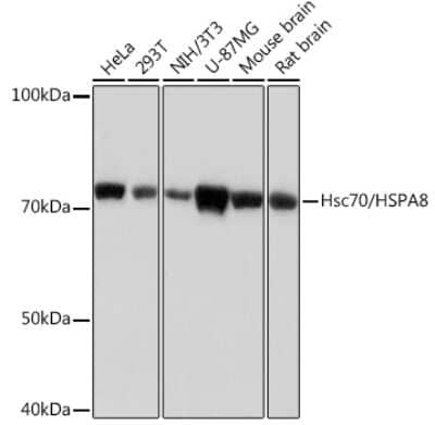 Western Blot: HSPA8/HSC71/Hsc70 Antibody (0J2Z9) [NBP3-15262]