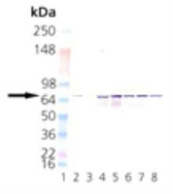 Western Blot: HSPA8/HSC71/Hsc70 Antibody (1B5) [NBP1-97868]