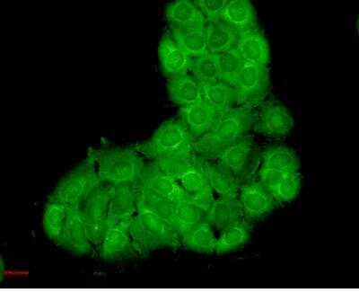 Immunocytochemistry/ Immunofluorescence: HSPA8/HSC71/Hsc70 Antibody (1F2-H5) [NBP2-12880]