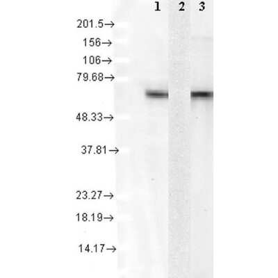 Western Blot: HSPA8/HSC71/Hsc70 Antibody (1F2-H5) [NBP2-12880]