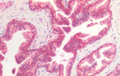 Immunohistochemistry-Paraffin: HSPA8/HSC71/Hsc70 Antibody [NB100-41377]