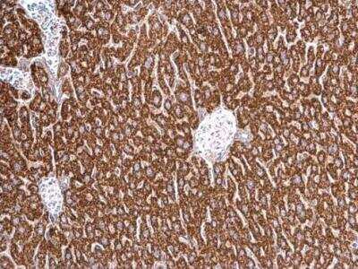 Immunohistochemistry-Paraffin: HSPA8/HSC71/Hsc70 Antibody [NBP2-16882]