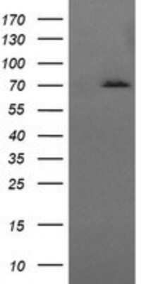 Western Blot: HSPA8/HSC71/Hsc70 Antibody (OTI1H3)Azide and BSA Free [NBP2-70962]