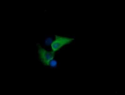 Immunocytochemistry/ Immunofluorescence: HSPA8/HSC71/Hsc70 Antibody (OTI1H3) [NBP2-45746]
