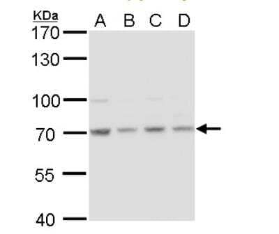 Western Blot: HSPA8/HSC71/Hsc70 Antibody [NBP2-16882]