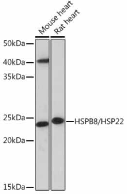 Western Blot: HSPB8/HSP22 Antibody (3K10W1) [NBP3-15464]