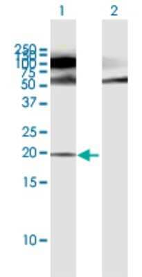 Western Blot: HSPC014 Antibody [H00051371-B02P]