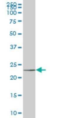 Western Blot: HSPC111 Antibody (1G4) [H00051491-M01]