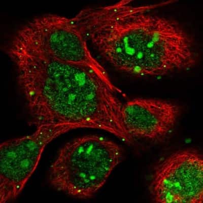 Immunocytochemistry/ Immunofluorescence: HSPC111 Antibody [NBP1-89659]