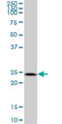 Western Blot: HSPC111 Antibody [H00051491-B01P]