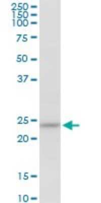 Western Blot: HSPC111 Antibody [H00051491-B01P]