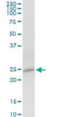 Western Blot: HSPC111 Antibody [H00051491-B01P]