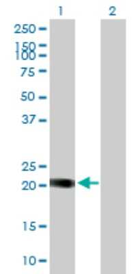 Western Blot: HSPC111 Antibody [H00051491-B01P]