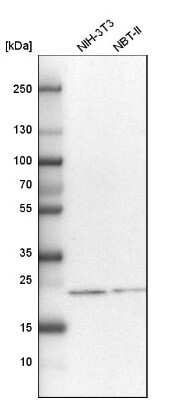 Western Blot: HSPC111 Antibody [NBP1-89659]