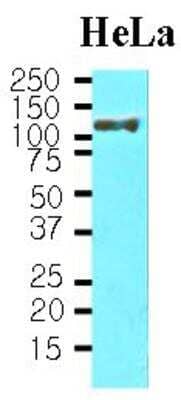 Western Blot: HSPH1/HSP105 Antibody (J1G12)BSA Free [NBP1-04304]