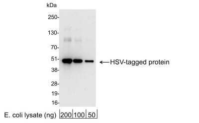 Western Blot: HSV Tag AntibodyBSA Free [NB600-513]