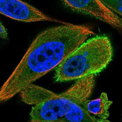 Immunocytochemistry/ Immunofluorescence: HT021 Antibody [NBP2-14408]