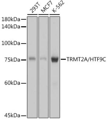 Western Blot: HTF9C Antibody (2U3W8) [NBP3-15244]