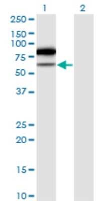 Western Blot: HTF9C Antibody (4C10-1A11) [H00027037-M02]