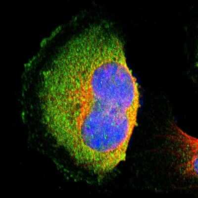 Immunocytochemistry/ Immunofluorescence: HTF9C Antibody [NBP1-92016]