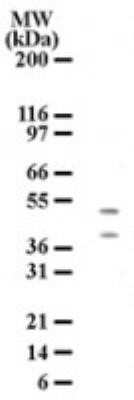 Western Blot: HTRA2/Omi Antibody (196C429)Azide and BSA Free [NBP2-80782]