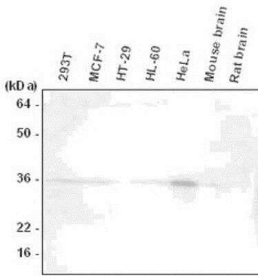 Western Blot: HTRA2/Omi Antibody (1B3)BSA Free [NBP1-04325]