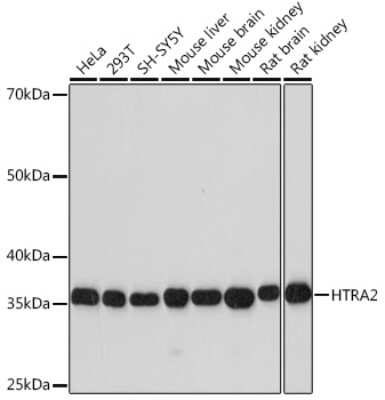 Western Blot: HTRA2/Omi Antibody (4H8C4) [NBP3-16294]