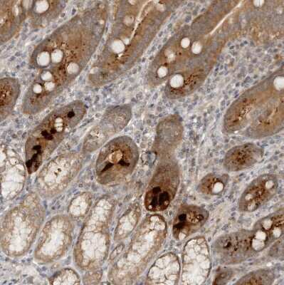Immunohistochemistry-Paraffin: HTRA2/Omi Antibody [NBP1-82482]