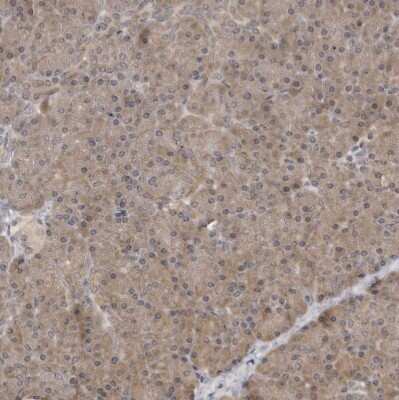 Immunohistochemistry-Paraffin: HTRA2/Omi Antibody [NBP1-82482]