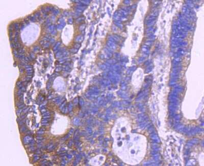 Immunohistochemistry-Paraffin: HTRA2/Omi Antibody (ST54-05) [NBP2-67543]