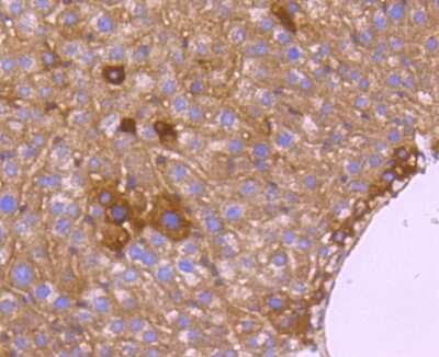 Immunohistochemistry-Paraffin: HTRA2/Omi Antibody (ST54-05) [NBP2-67543]