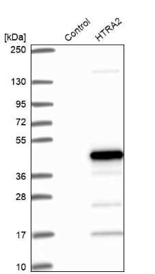 Western Blot: HTRA2/Omi Antibody [NBP1-82482]