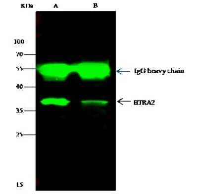 Western Blot: HTRA2/Omi Antibody [NBP2-99409]