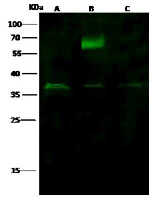 Western Blot: HTRA2/Omi Antibody [NBP2-99409]