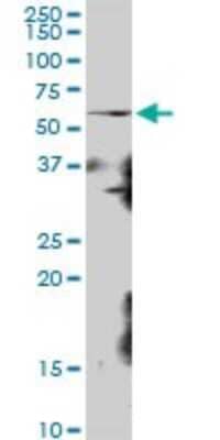 Western Blot: HUCE1 Antibody [H00023378-B01P]