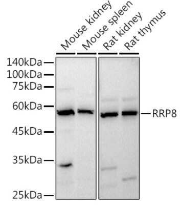 Western Blot: HUCE1 AntibodyAzide and BSA Free [NBP3-16047]