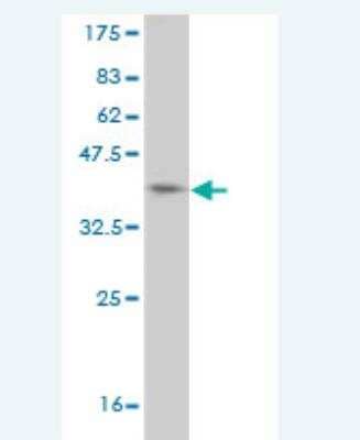 Western Blot: HUNK Antibody (1C4) [H00030811-M06]