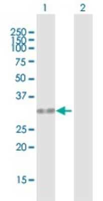 Western Blot: HUS1 Antibody [H00003364-B01P]