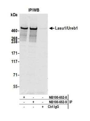 Immunoprecipitation: HUWE1 Antibody [NB100-652]