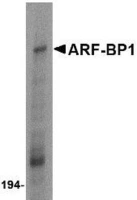 Western Blot: HUWE1 AntibodyBSA Free [NBP1-76795]