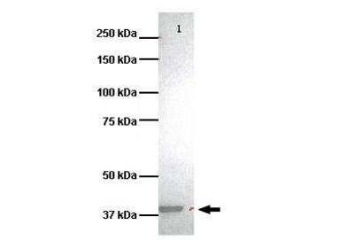 Western Blot: HVCN1 Antibody [NBP2-85084]