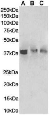 Western Blot: HVEM/TNFRSF14 Antibody (HMHV-1B18)ChimericAzide and BSA Free [NBP3-09029]