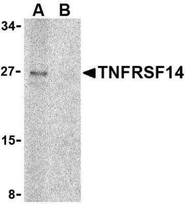 Western Blot: HVEM/TNFRSF14 AntibodyBSA Free [NBP1-76689]