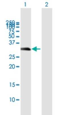 Western Blot: HVSL1 Antibody [H00079650-B01P]