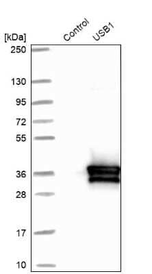 Western Blot: HVSL1 Antibody [NBP1-82268]