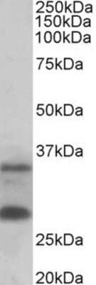 Western Blot: HVSL1 Antibody [NBP1-97768]